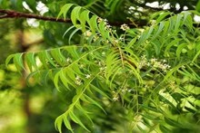 বাড়ির এই বিশেষ দিকে নিমগাছ আছে? সংসারে সুস্বাস্থ্য, ধনসম্পদের অভাব হবে না