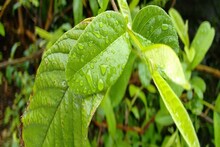 পেয়ারা পাতার এত গুণ? ক্যানসার থেকে ডায়াবেটিস, কাছে ঘেঁষবে না এই সব মারণরোগ