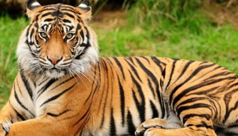 2. বাংলাদেশ ভারতের মতোই রয়েল বেঙ্গল টাইগার বাংলাদেশেরও জাতীয় প্রাণী। রয়্যাল বেঙ্গল টাইগার কালো ডোরাকাটা রেখাযুক্ত হলুদ দাগে রাজকীয় দেখতে নিঃসন্দেহে। যদিও একটি অত্যন্ত বিপন্ন প্রজাতি হয়ে দাঁড়িয়েছে। যদিও চোরা শিকার নিয়ন্ত্রণ করে রয়্যাল বেঙ্গল টাইগারদের সংখ্যা বাড়ানোর চেষ্টা হচ্ছে এখন ধীরে ধীরে।