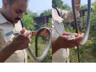 সাপের মুখ মুখ ডুবিয়ে শ্বাস ভরে দিলেন পুলিশ কনস্টেবল; মানবিকতার ভিডিও মুহূর্তে ভাইরাল সাপের মুখ মুখ ডুবিয়ে শ্বাস ভরে দিলেন পুলিশ কনস্টেবল; মানবিকতার ভিডিও মুহূর্তে ভাইরাল (Image: X/@Anurag_Dwary)