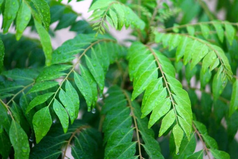 রান্নায় বিশেষ করে দক্ষিণ ভারতীয় রান্নায় কারিপাতার বেশি ব্যবহার দেখা যায়। এই পাতার আছে নানা গুণ। ড. পুষ্টিবিদ দীপ্তি নামদেব বলেন, &quot;কারি পাতায় ভিটামিন এ, ভিটামিন বি, ভিটামিন সি, ভিটামিন বি২, ভিটামিন ই, ক্যালসিয়াম এবং আয়রনের উৎস। এটি আমাশয়, ডায়রিয়া, ডায়াবেটিসে ভীষণ ভাবে কার্যকরী।&quot;