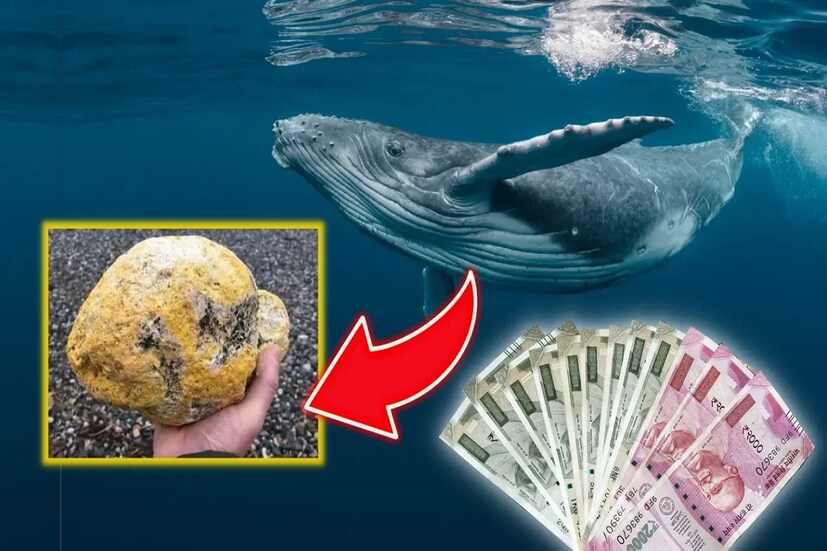 এর সঙ্গে অ্যাম্বারগ্রিসের গলায় গলায় সম্পর্ক। গলায় গলায় কেন? তিমির গলা দিয়েই তো উঠে আসে এই পদার্থ। অ্যাম্বারগ্রিস সম্পর্কে যাঁরা জানেন, তাঁরা অবশ্য গলার বদলে নাকে হাত দিচ্ছেন।