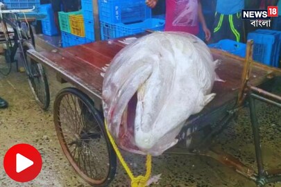 ভাইরাল ভিডিও