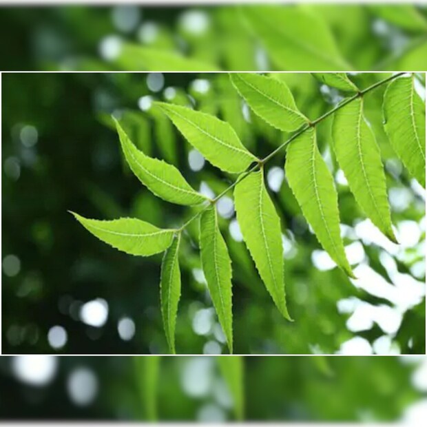 Disclaimer: এই প্রতিবেদনটি কেবলমাত্র সাধারণ তথ্যের জন্য, তাই বিস্তারিত জানতে হলে সর্বদা বিশেষজ্ঞের পরামর্শ নিন। (সব ছবি-নেটমাধ্যম)