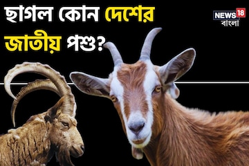 ৯৯% মানুষই জানেন না...! বলুন তো 'ছাগল' কোন দেশের জাতীয় প্রাণী? চমকে দেবে উত্তর! ৯৯% মানুষই জানেন না...! বলুন তো 'ছাগল' কোন দেশের জাতীয় প্রাণী? চমকে দেবে উত্তর!