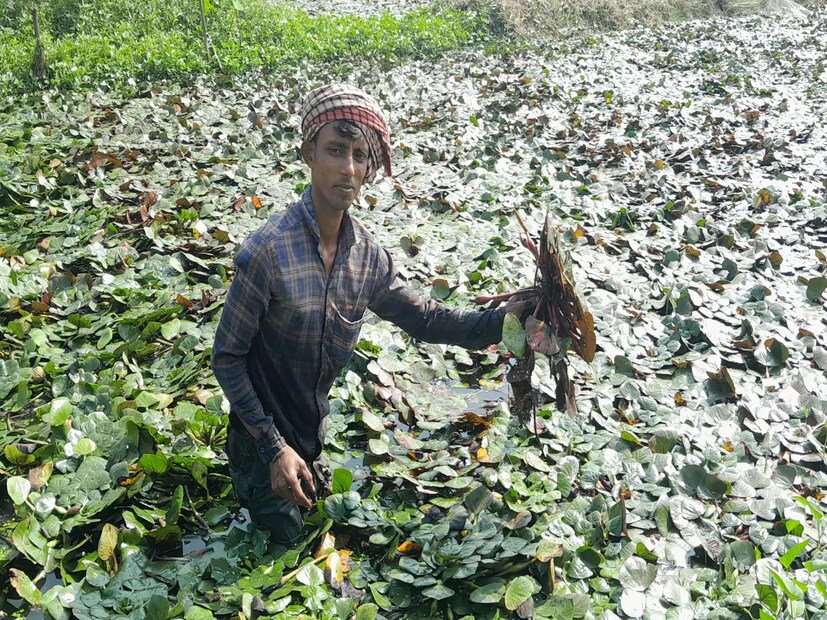 পুষ্টিবিদ পুনম সচদেবের মতে, ডিটক্স করতে সাহায্য করা এই ফল জন্ডিস রোগের পথ্য ৷ পানিফল অ্যান্টি অক্সিড্যান্টে ভরপুর ৷ অক্সিডেটিভ স্ট্রেস যুঝতে সাহায্য করা এই ফল একাধিক ক্রনিক অসুখে উপশমকারী ৷