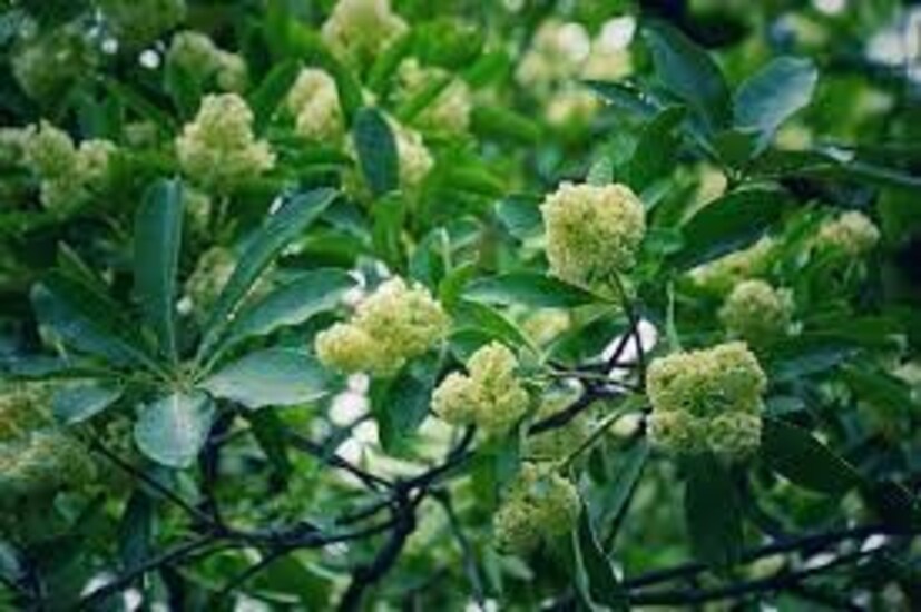শিউলির পাশাপাশি ছাতিমফুলও শরতের বার্তা বয়ে আনে৷ সাতটি সূচালো পাতার মাঝে গুচ্ছে গুচ্ছে ফুটে থাকে সাদা ছাতিম ফুল৷