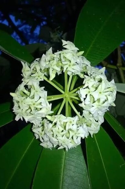 এই সাতটি পাতার জন্য একে বলা হয় সপ্তপর্ণী৷ প্রাচীন আয়ুর্বেদশাস্ত্রে দীর্ঘ দিন ধরে ওষধি হিসেবে ব্যবহৃত হয়ে আসছে ছাতিমগাছের নানা অংশ৷ সংবাদমাধ্যমে বলছেন আয়ুর্বেদ বিশেষজ্ঞ লক্ষ্মীদত্ত শুক্ল।