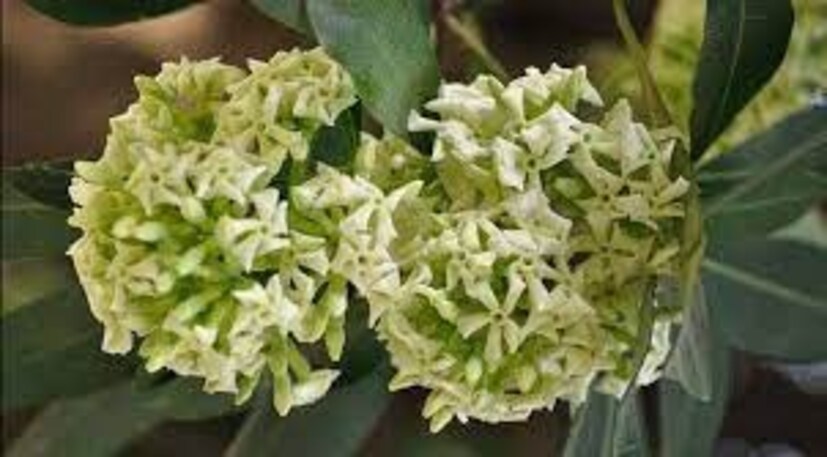 ক্ষতস্থান প্রশমনের জন্য অত্যন্ত উপকারী ছাতিমগাছের পাতা৷ এর মিথানল নির্যাস দ্রুত সারিয়ে তোলে ক্ষতর প্রদাহ৷