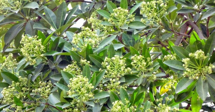 অ্যান্টিমাইক্রোবিয়াল উপাদানে ভরপুর সপ্তপর্ণী বা ছাতিম। ফুসফুস ও ত্বকের নানা সংক্রমণ, পেটের সমস্যার সমাধান হিসেবে ব্যবহার করা হয় ছাতিমগাছের ছালের অংশ।