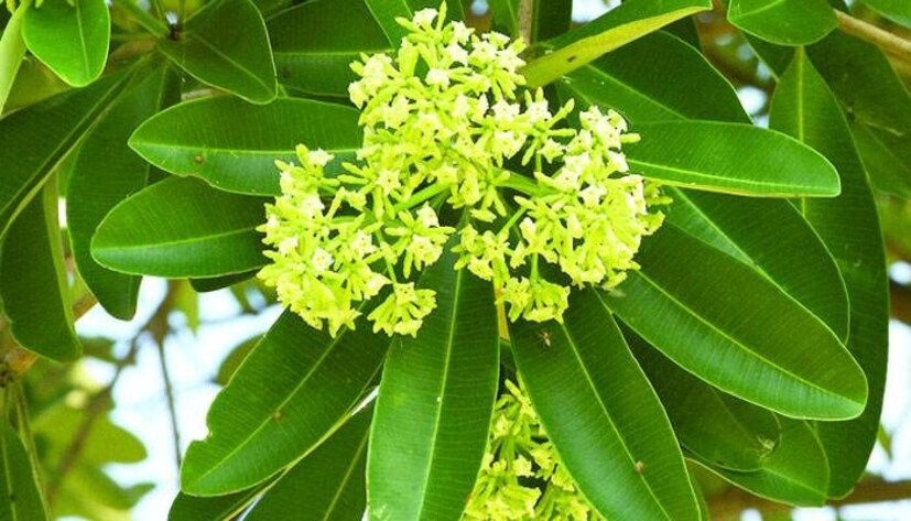 সপ্তপর্ণীর ইথানলিক নির্যাস লিভারের স্বাস্থ্যরক্ষায় উল্লেখযোগ্য। তবে ছাতিমগাছের কিছু পার্শ্বপ্রতিক্রিয়াও আছে।