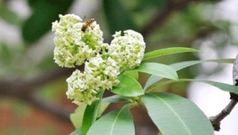ছাতিমফুলের রেণু থেকে অ্যালার্জি সংক্রমণ হতে পারে। অনেক সময় ছাতিম থেকে সমস্যা হতে পারে অন্তঃসত্ত্বাদেরও।