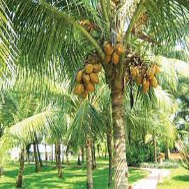 Disclaimer: এই প্রতিবেদনটি কেবলমাত্র সাধারণ তথ্যের জন্য, তাই বিস্তারিত জানতে হলে সর্বদা বিশেষজ্ঞের পরামর্শ নিন। (সব ছবি-নেটমাধ্যম)