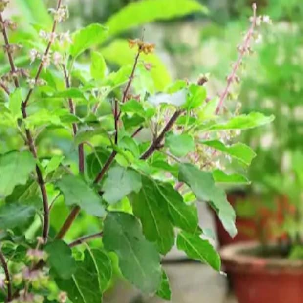 বাড়িতে তুলসিগাছ সব সময় রোদে রাখুন। রৌদ্রোজ্জ্বল পরিবেশে তুলসিগাছ ভাল থাকে। নিয়মিত সার দিতে হবে। অতিরিক্ত জল গাছের গোড়ায় জমতে দেবেন না। 
