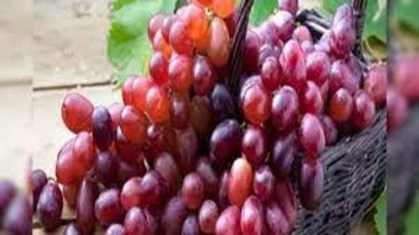 লাল আঙুরে থাকা পটাশিয়াম উচ্চরক্তচাপ নিয়ন্ত্রণ করে৷ পেশি এবং স্নায়ুতন্ত্রের সুস্থতা বজায় রাখে৷ এই ফলের রেজভেরাট্রোল শরীরে এলডিএল কোলেস্টেরল নিয়ন্ত্রণ করে৷ সুস্থতা বজায় থাকে হৃদযন্ত্রে৷