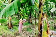জি ৯ ছেড়ে এবার পটল কলা চাষ করুন! অল্প দিনেই মিলবে মোটা অঙ্কের লাভ