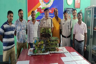 উদ্ধার হওয়া টিয়াপাখি!