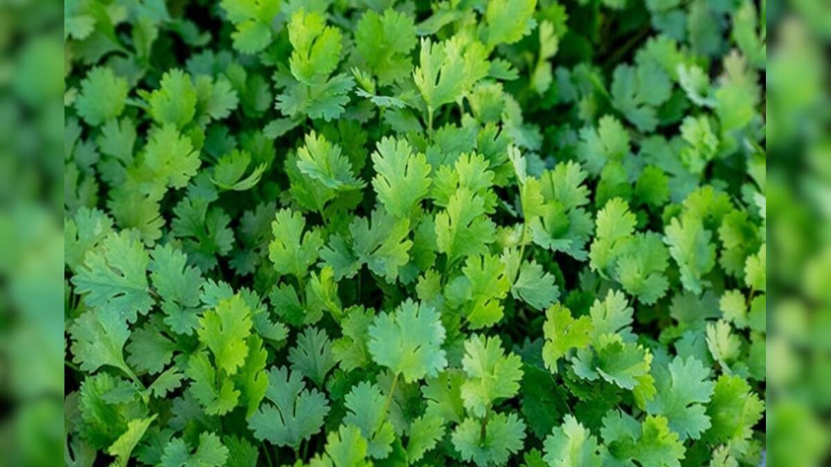 View of Coriander Effects: রান্নায় বেশি বেশি ধনেপাতা খাচ্ছেন? এখনই খাওয়া বন্ধ করুন 'এঁরা', হতে পারে ...