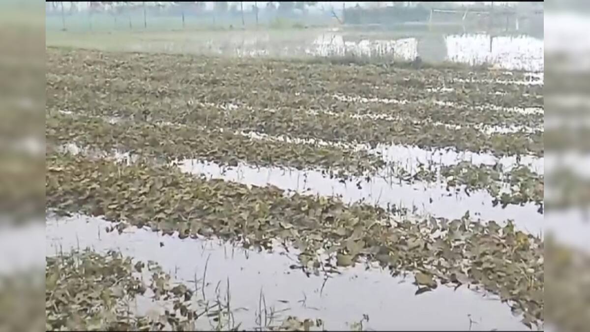 crop damage due to untimely rain| অকাল বর্ষণে জলের তলায় শীতকালীন সবজি ...
