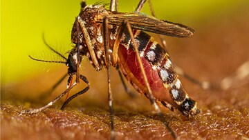 ডেঙ্গুতে