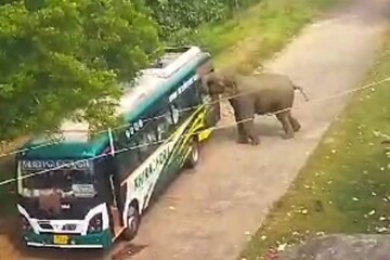 শাবকের