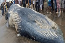 সমুদ্রের পারে এ কী ভেসে এল! ঠিক যেন দৈত্য! আসল ঘটনা ফাঁস হতেই আতঙ্ক, দেখুন ভিডিও
