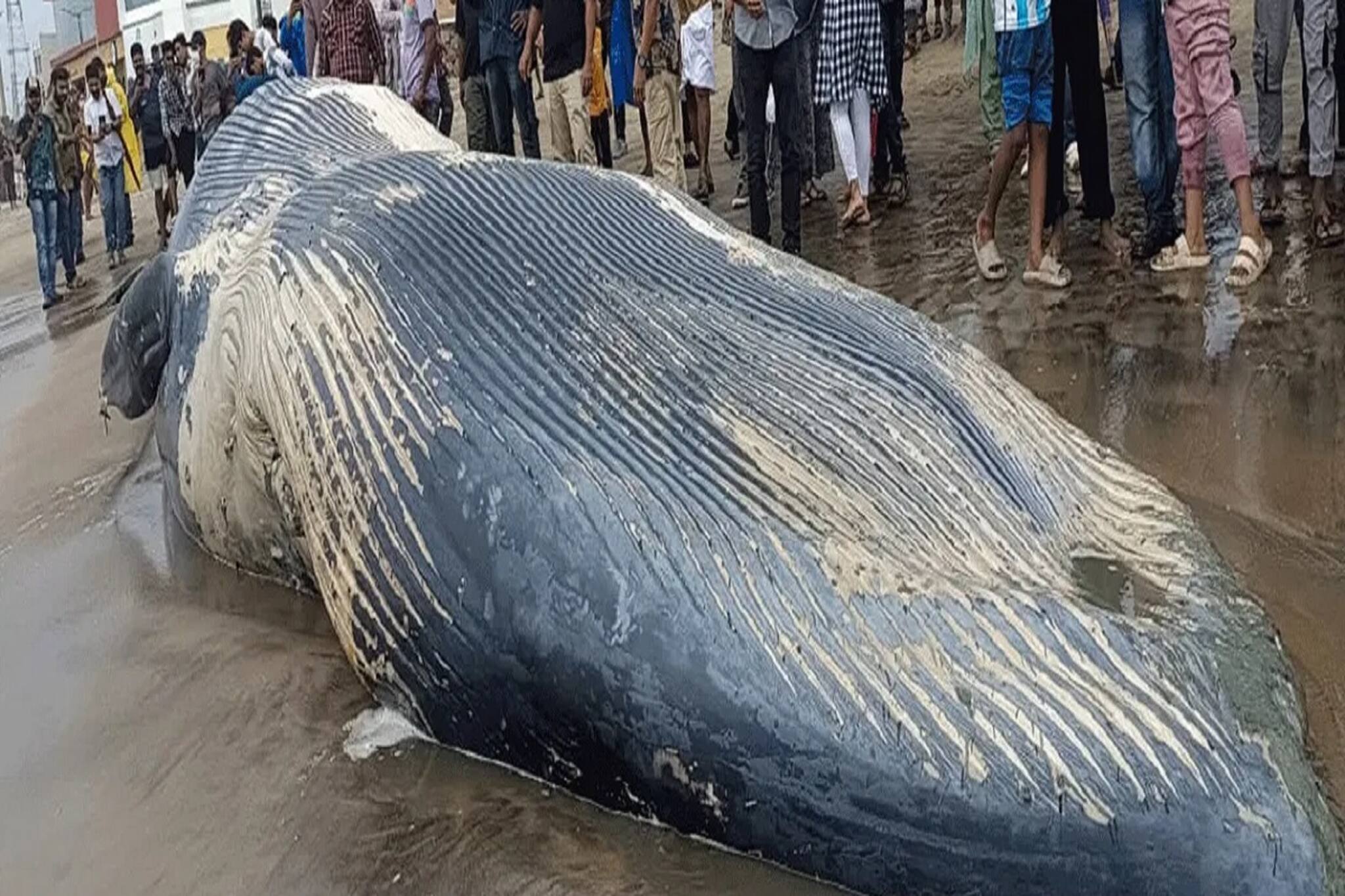 সমুদ্রের পারে এ কী ভেসে এল! ঠিক যেন দৈত্য! আসল ঘটনা ফাঁস হতেই আতঙ্ক, দেখুন ভিডিও