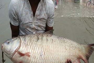 জমা