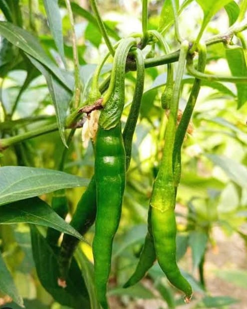 লঙ্কা আলসারের ঝুঁকি ও বাড়ায়।অত্যধিক কাঁচা লঙ্কা খাওয়ার ফলে রক্তে শর্করার পরিমাণ অস্বাভাবিক হয়ে যায়। ফলে ত্বকজনিত বিভিন্ন সমস্যা হতে পারে।( লেখা: পিয়া গুপ্তা)