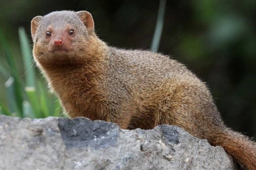 Mongoose Vastu Shastra: মনে করা হয়, এই সব প্রাণী কোনও না কোনও দেবতার প্রিয়। তাই তারা শুভ, তাদের সৌভাগ্যের প্রতীক বলে মনে করে থাকে মানুষ। এমনই একটি প্রাণী হল বেজি বা নেউল। আমরা অনেকেই জানি না, নেউলকে সৌভাগ্যের প্রতীক হিসেবে বর্ণনা করা হয়। সাধারণত সাপের বিরুদ্ধে লড়াই করে এই নেউল।