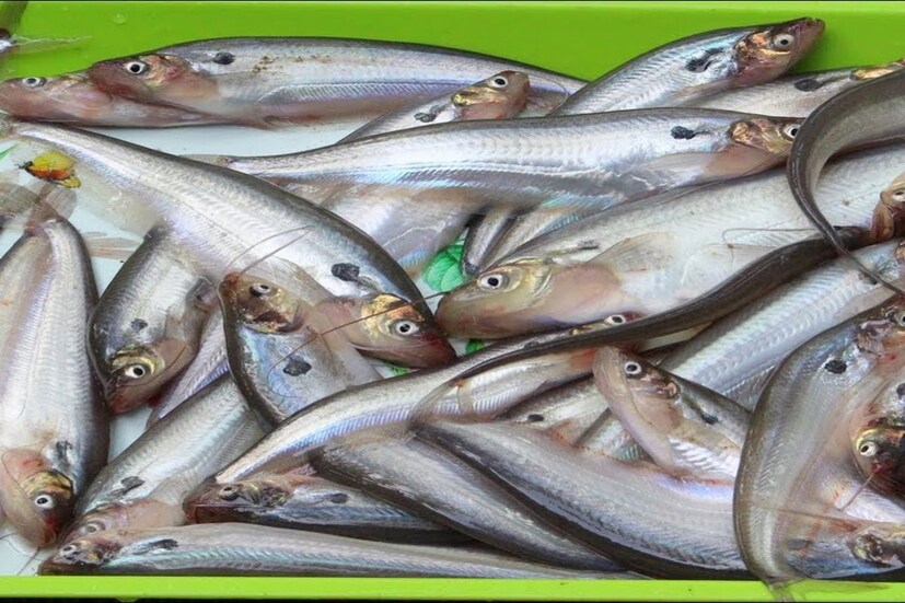 মাছে ভাতে বাঙালি। রবিবার হোক বা সোমবার বাঙালির খাদ্য তালিকায় মাছ থাকবে না এমন ভাবাই যায় না। আসলে মাছ খেতে বেশির ভাগ বাঙালিই ভালোবাসেন। 
