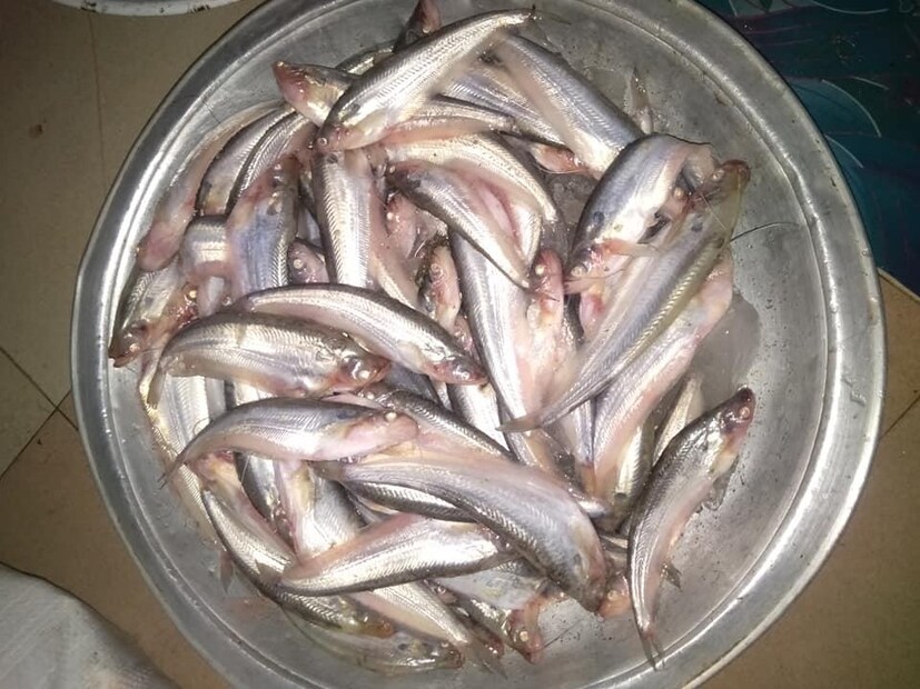 প্রথমেই জেনে নেওয়া যাক, পাবদা মাছে কী কী উপাদান আছে। পাবদা মাছের জল থাকে ৭৫ গ্রাম, খনিজ পদার্থ ১.৪ গ্রাম, ক্যালসিয়াম ১১০ মিলিগ্রাম, প্রোটিন বা আমিষ ১৮.১ গ্রাম, চর্বি ২.৪ গ্রাম, কার্বোহাইড্রেট ৩.১ গ্রাম, ভিটামিন সি ১৫ মিলিগ্রাম, লোহ বা আয়রন ১.০ মিলিগ্রাম এবং শক্তি ১০৬ কিলোক্যালারি।