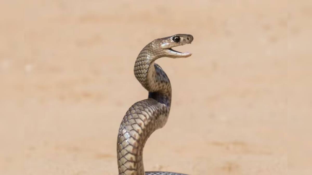 What attracts Snake বাড়িতে এই জিনিসগুলি থাকলেই আসবে সাপ! অজান্তেই