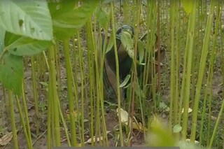 প্রতীকী চিত্র