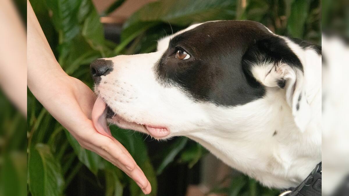 Why Do Dogs Lick কুকুর কেন মানুষের শরীর চাটে? বৈজ্ঞানিক কারণ জানলে