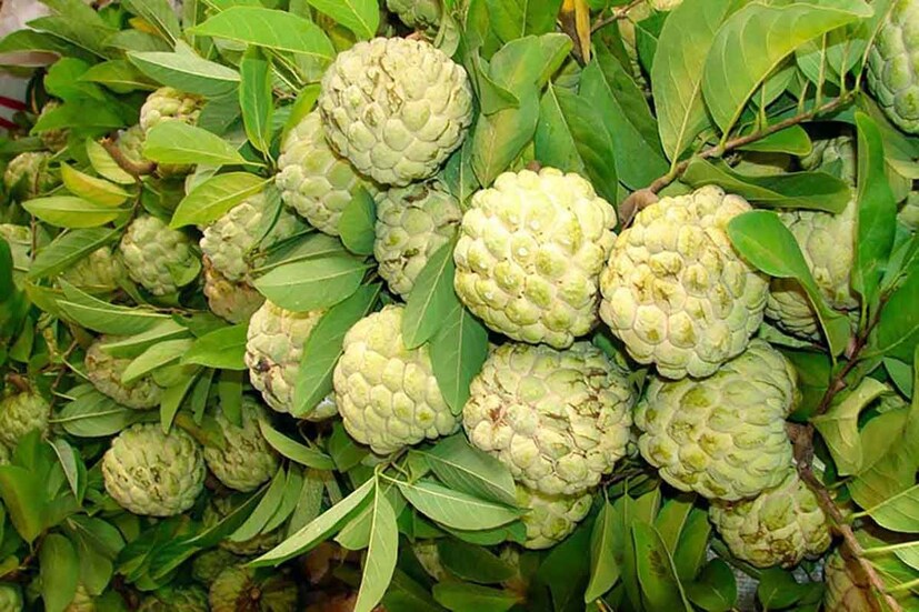 আতায় নিয়াসিন ভিটামিন পাওয়া যায়৷ নিয়াসিন ভিটামিনের ব্যবহার মানুষের হৃদরোগ, স্ট্রোক এবং হার্ট অ্যাটাক এড়াতে সাহায্য করতে পারে কোলেস্টেরলের মাত্রা ভারসাম্যপূর্ণ করে।
