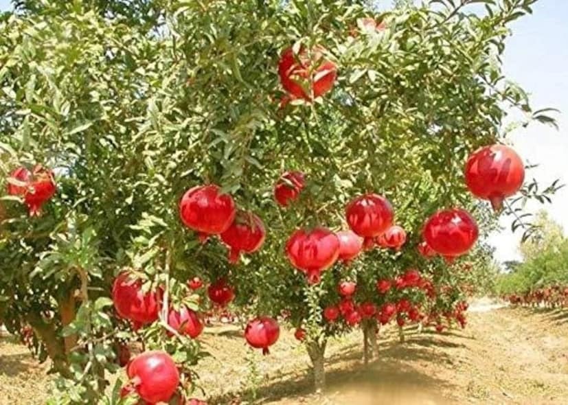 এর মধ্যে এমন উপাদান থাকে যা নিউরো বা স্নায়ু সংক্রান্ত সমস্যা দূর করে ৷ এতে ব্রেনের ক্ষমতা বৃদ্ধি পায় বেশ কয়েকগুণ ৷ প্রতীকী ছবি ৷