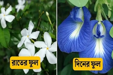 দিনে ফোটা ফুল রঙিন হয়, অথচ রাতে ফোটা ফুল সাদা হয় কেন ? কারণ জানলে অবাক হবেন