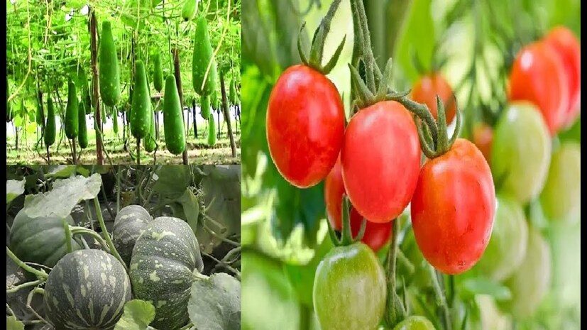 টম্যাটো, কুমড়ো, ব্রকোলি, পালং শাকেও রয়েছে প্রচুর আয়রন