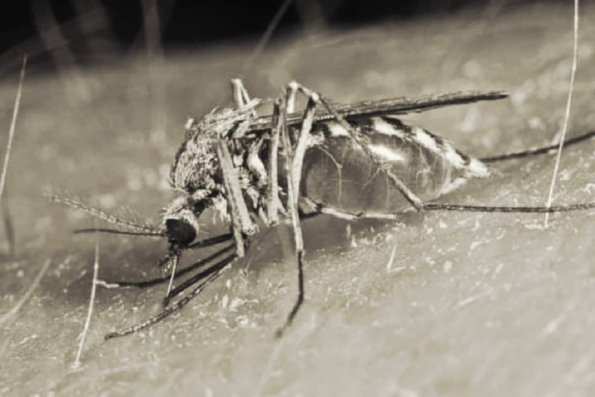 Get rid of mosquito in 5 minutes ঘরোয়া উপায়েই ছুমন্তর মশা, দরকার নেই