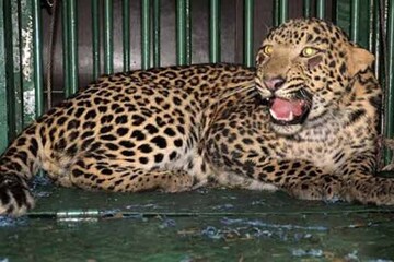 লেপার্ড