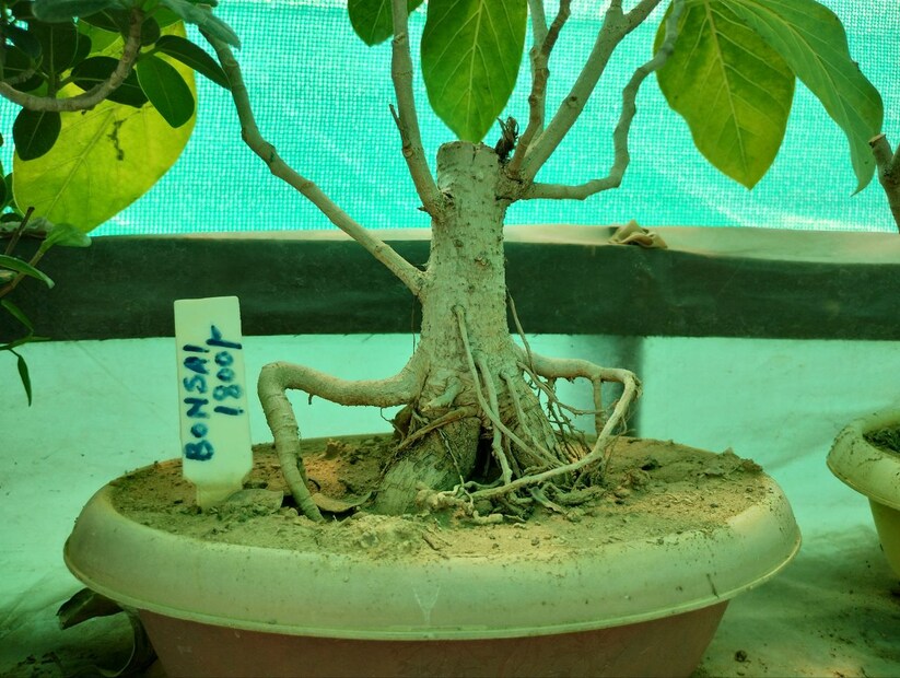 তবে শুধু এই গাছ নয়। 'বনসাই' পদ্ধতিতেও তৈরি করা হচ্ছে নানা ধরনের গাছ। যেকোনও বড় বৃক্ষের ক্ষুদ্র সংস্করণও পেয়ে যাবেন আগ্রহীরা। 