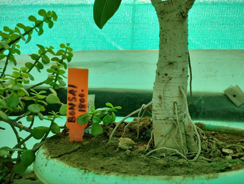 তবে এইসব গাছের দাম খুব বেশি মনে হচ্ছে কি? না তা একেবারেই নয়। মাত্র ১০০ টাকা থেকে শুরু যেকোনও গাছ পেয়ে যাবেন এখানে। বনসাই তৈরিতে নতুন দিগন্ত খুলে গিয়েছে বাঁকুড়ায়।