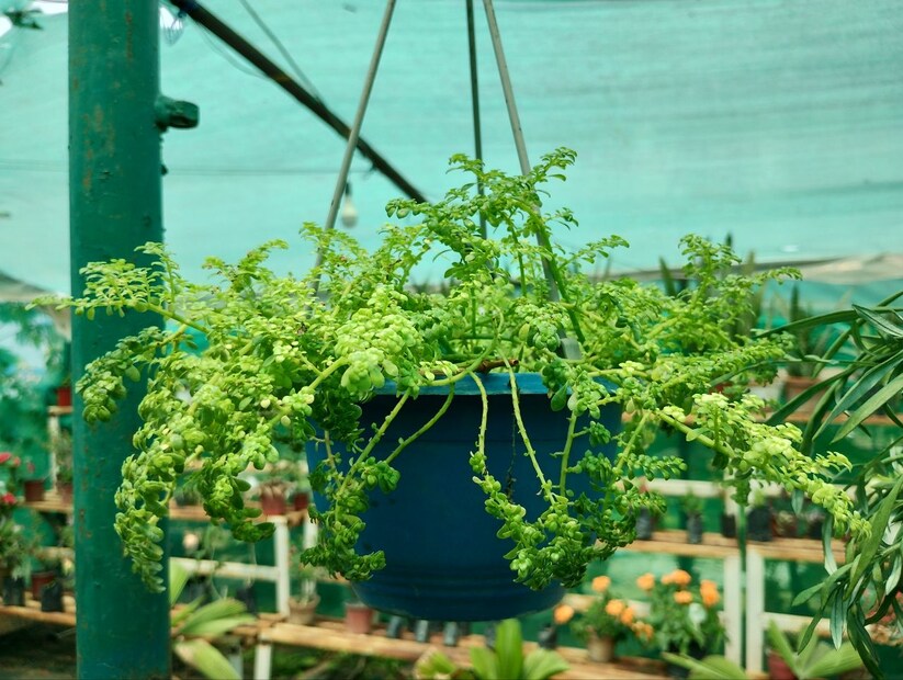 তবে বর্তমানে অনেকেই ফ্ল্যাটে থাকেন। একটা বারান্দাই বরাদ্দ থাকে গাছ লাগানোর জন্য। সেখানে চাইলেও বেশি গাছ রাখা যায় না। তবে এই সমস্যার সমাধান হতে পারে যদি কিছু গাছ ঝুলিয়ে রাখা যায়। এখানে তেমন গাছও পাওয়া যাবে। বাড়িতে চাইলে এখন ঝুলিয়ে রাখতে পারেন আপনার পছন্দের গাছ।