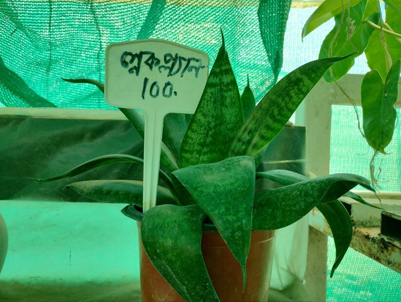 বাঁকুড়ার বিভিন্ন নার্সারিতে তৈরি হচ্ছে ছোট ছোট গাছ। মাত্র ১০০ টাকা থেকে শুরু মূল্য।