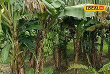 কলা চাষ করে হচ্ছে বিরাট আয়! কম খরচে রাতারাতি লাভের মুখ দেখছে সীমান্তের কৃষকরা