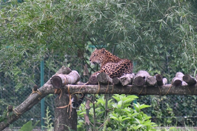 এই মিনি চিড়িয়াখানায় রয়েছে একটি চিতাবাঘ। যার জন্য এই চিড়িয়াখানার আকর্ষণ আরোও অনেক গুণ বেড়ে ওঠে সকেলর মধ্যে।
