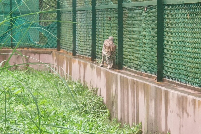 এখানে রয়েছে একটি বন বিড়াল। এছাড়াও এখানে বেশ কয়েক ধরনের পাখির পাশাপাশি সাপও রয়েছে। এছাড়াও রয়েছে চিতাবাঘ এবং বন বেড়াল।