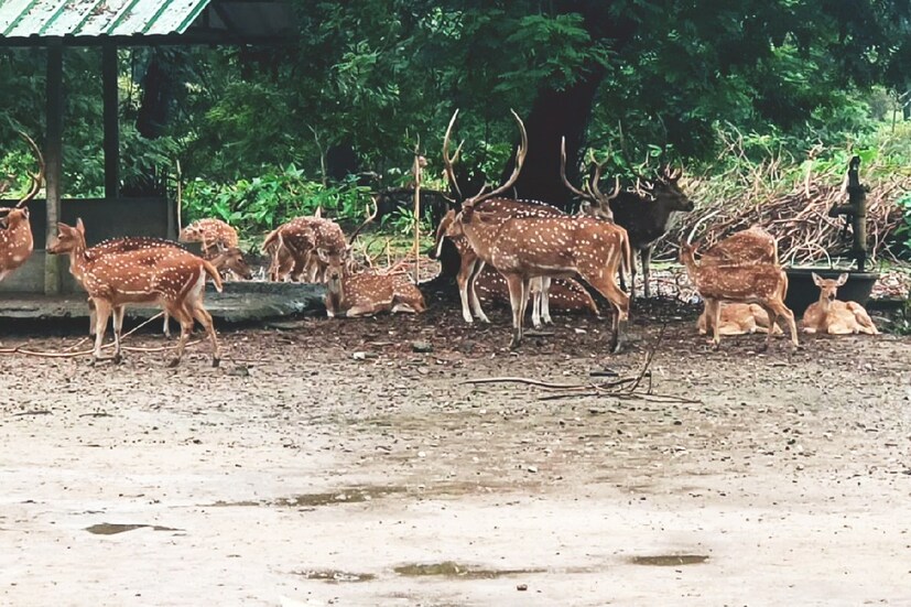এই চিড়িয়াখানা কোচবিহার জেলার সৌন্দর্য্য আরোও অনেক গুণ বাড়িয়ে তুলেছে। কোচবিহারে ঘুরতে আসলে এই চিড়িয়াখানায় ঘুরতে আসা একদম মিস করা উচিত নয়।