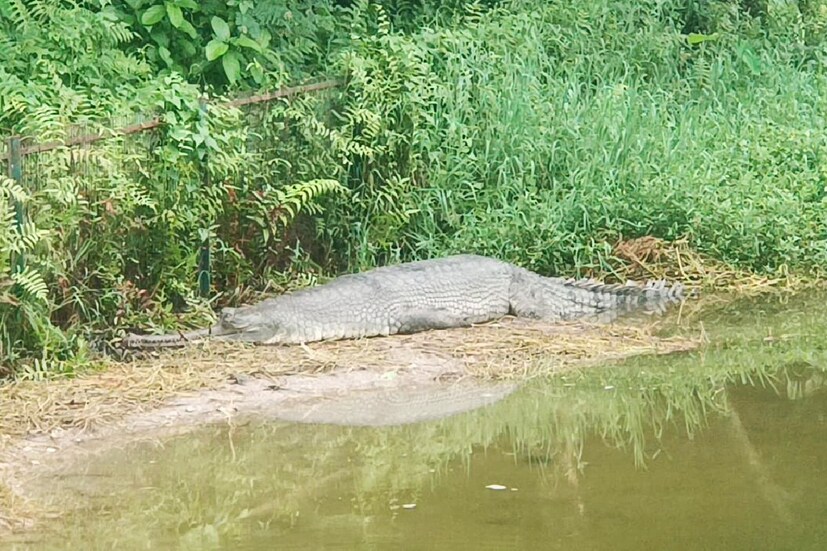 এই চিড়িয়াখানাটি ছোট আকারের হলেও এখানে রয়েছে ঘড়িয়াল প্রজনন কেন্দ্র। এই কেন্দ্রে ইতিমধ্যে জন্মগ্রহণ করেছে বেশ কয়েকটি ঘড়িয়াল।